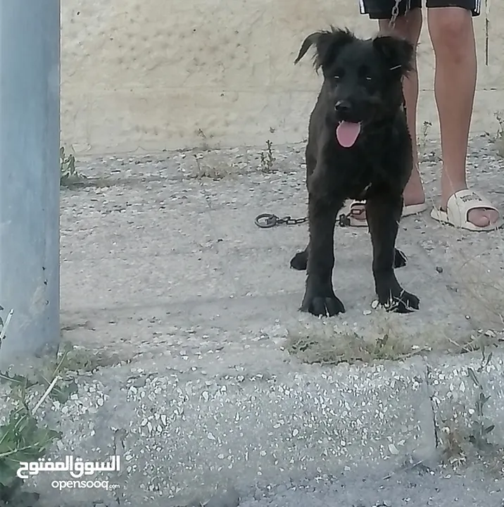 نبدأ بصلاه على نبي كلب جيرمن بلاك للحراسه للبيع وسعر روعه فقط بب 69 Jd وقابل للتفاوض