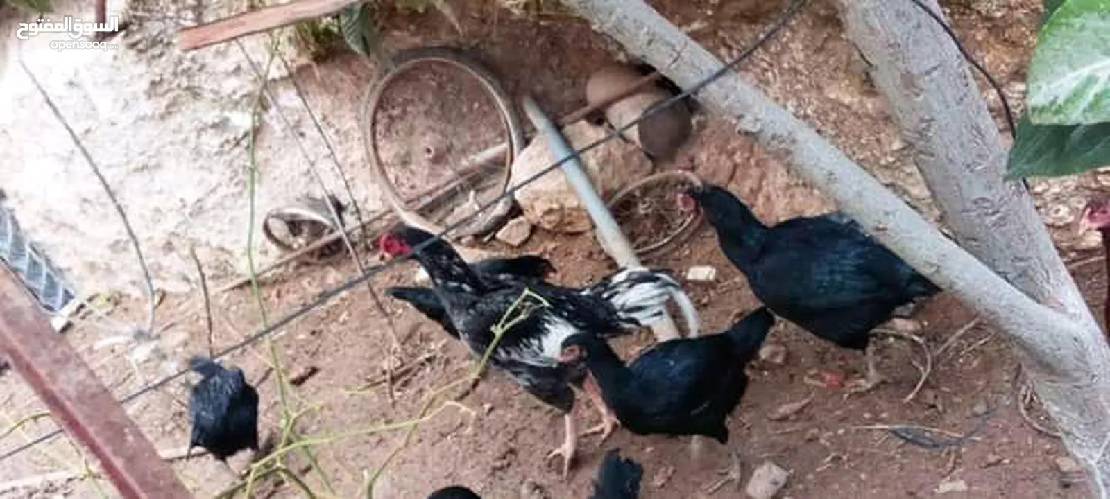 صيصان باكستاني وبراهمي ولبرجيني  + متوفر بيض من جميع الانواع ماركا الجنوبيه