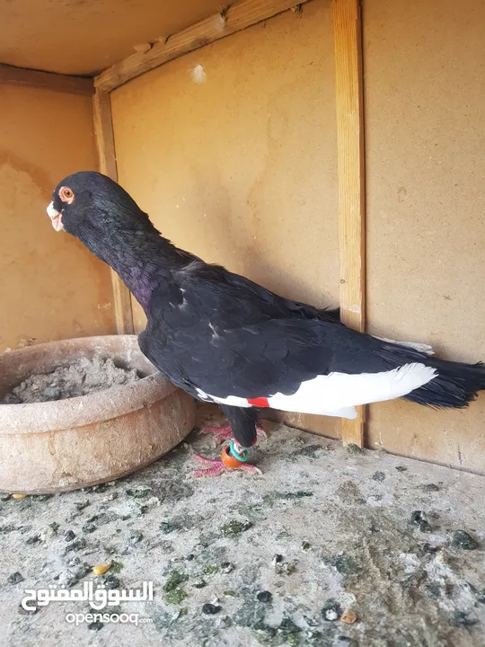 للبيع فحل مسود نخب وجوز شفار