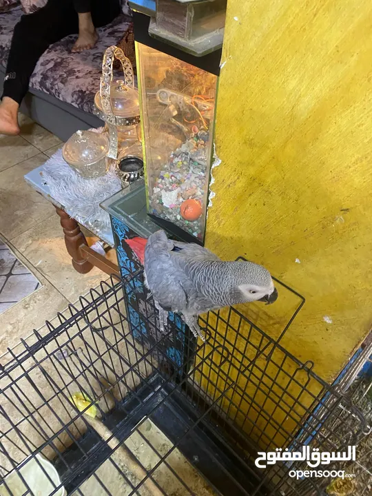 موجود كاسكو متكلم واليف بيطلع عاليد وبحب يلعب