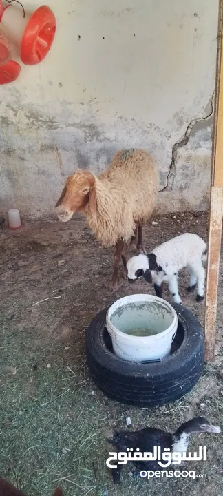 نعجه للبيع وراها عابوك عمان جاوا