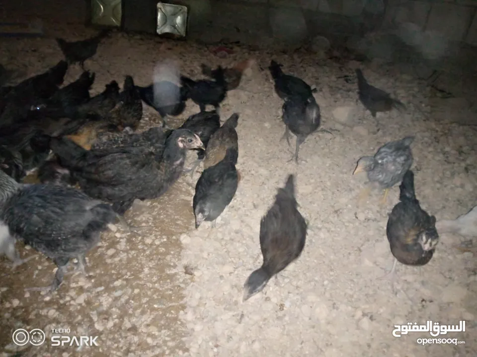 فراخ للبيع