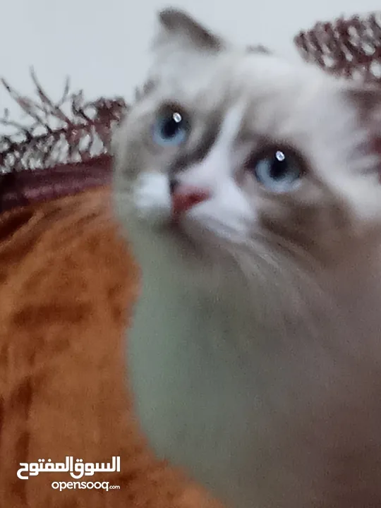 قط سكوتش فولد للبيع