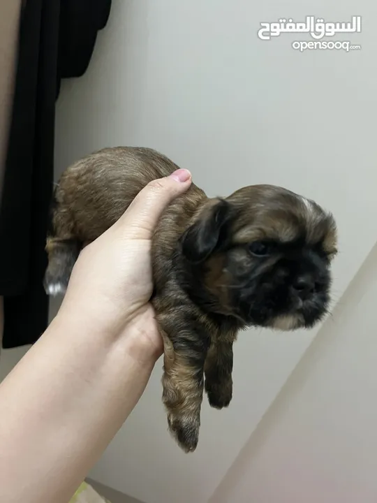 Shih tzu Available!! (1month old & 4months old)