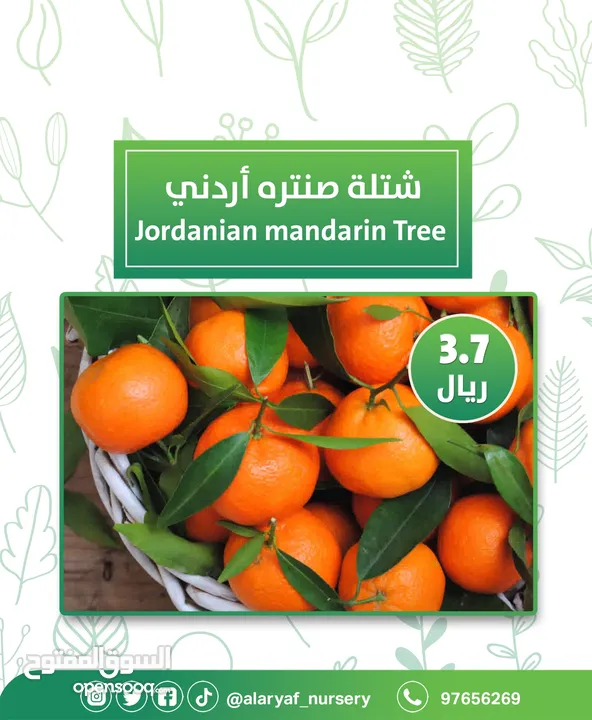 شتلات وأشجار البرتقال والحمضيات من مشتل الأرياف  أسعار منافسة نارنگی /  میندر کا درخت orange tree