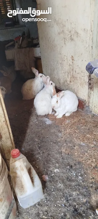 ارانب بسعر مغري