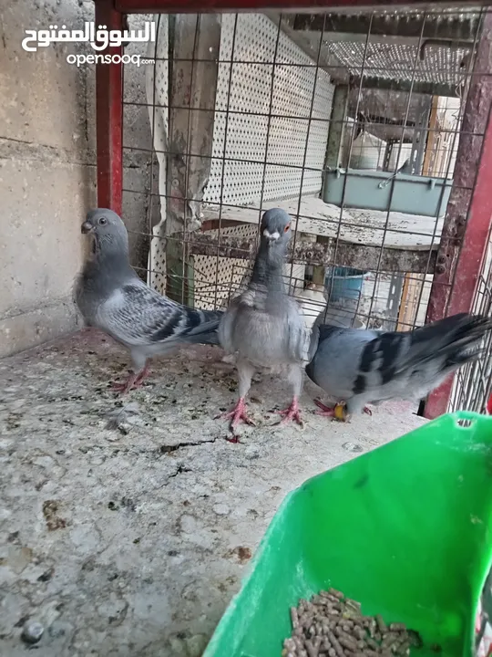 جواز الكوم عل 13 اجوز القطع كل اشي بسعرو