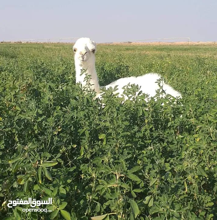 قعدان ثنين زي مابدك واحد عمرو 8وثاني 7 مسكرات الحم زي مابدك وزياده وصلي نبي