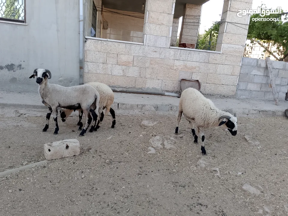 خرفان أضاحي قبرصي للبيع