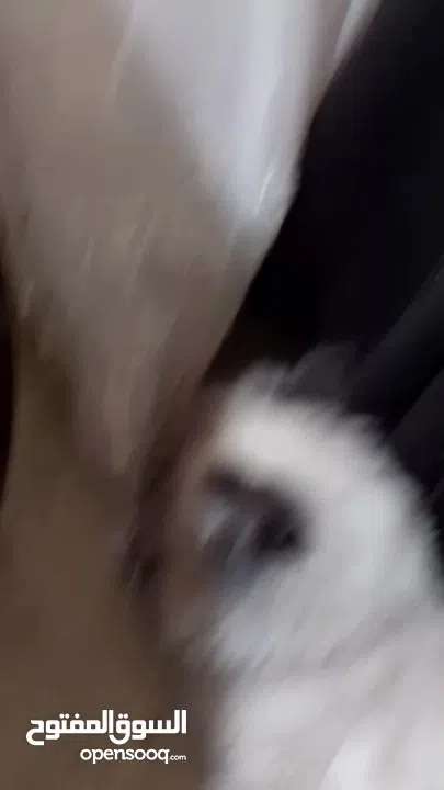 قطة هملايا انثى لتزاوج عمرها سنة