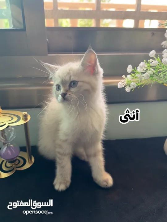 اربع قطط مكس هملايا وشيرازي انغورا للبيع :)