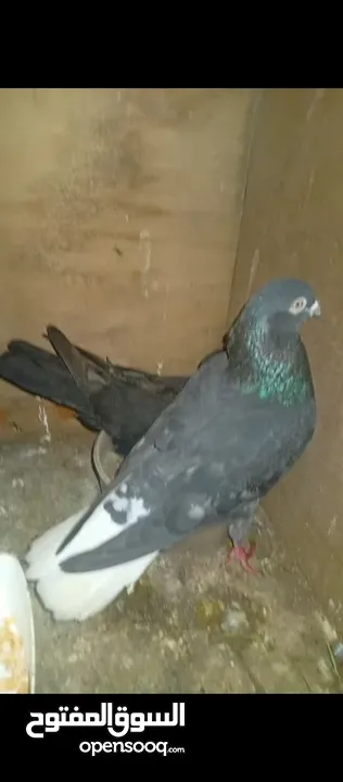 جوز بواز ابيض بطاردن علا بيض جوز نوري اسود قاعد علا بيض جوز ذبابنه بطارد علا بيض جوز وقواق قاعد علا