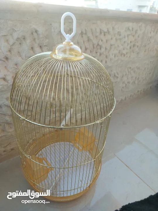 قفص ذهبي قاعدته شفافة مع مرجيحة لجميع انواع الطيور لطيور الحب و الكوكتيل و الجنة