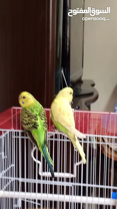 جوز بادجي أسترالي مميز للبيع