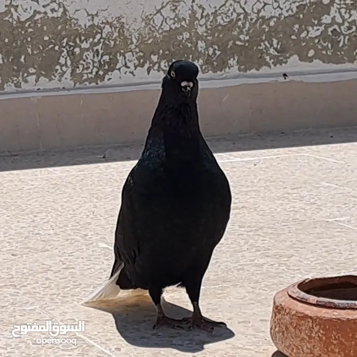 نوري اسود جميل