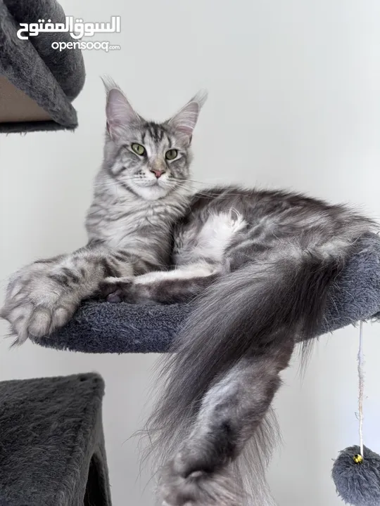 Maine Coon Purebreed Female - As Pet Only