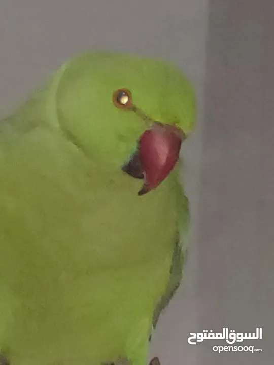ببغاء درارة  هندي كوكو عمر سنة وريكو عمر سنة ونص اليف ولعوب ومدرب وصحتو جيدة جدا ومرح بلعب بالبيت .