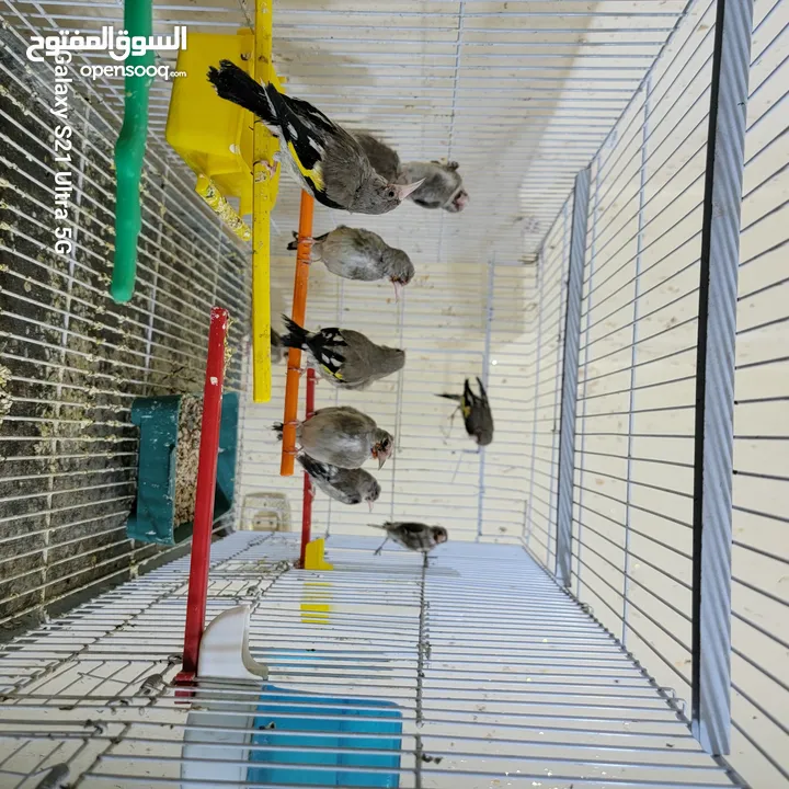 فراخ حسون بلديات بسعر مناسب
