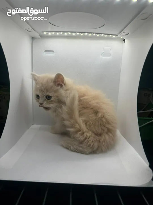 Adorable Scottish long hair Kittens!