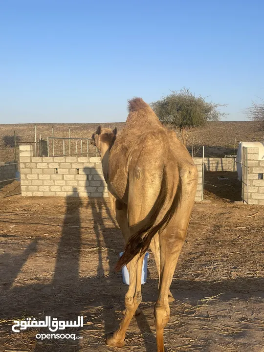 قعود للبيع مطعوم و راهي