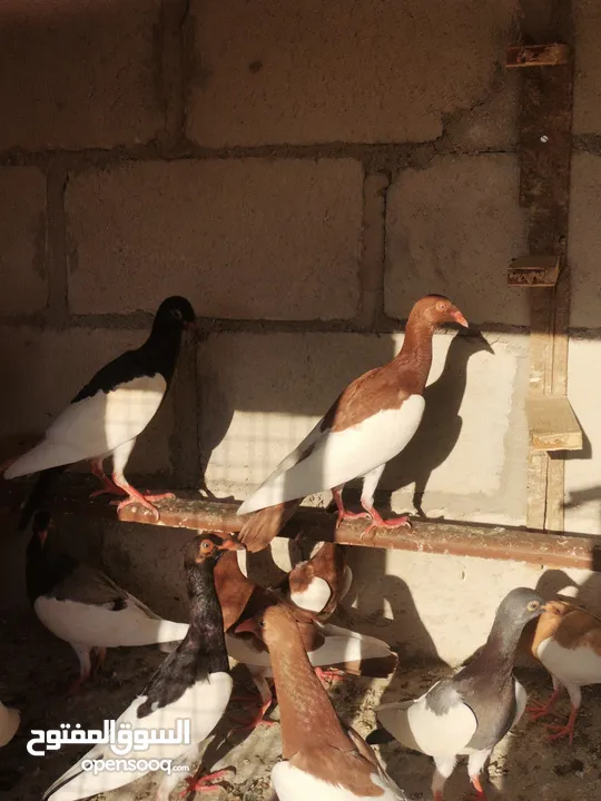 فراخ يهوديات 16 حبه جميع الألوان مفطومات جاهزات للجرد