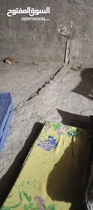 قطط للبيع بدون فلوس