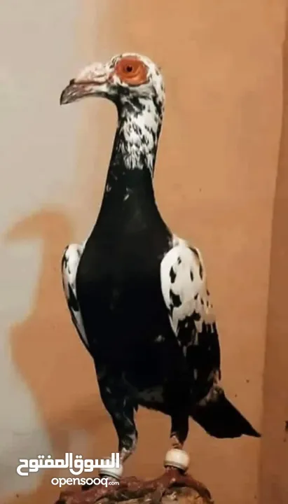 مطلوب فراخ
