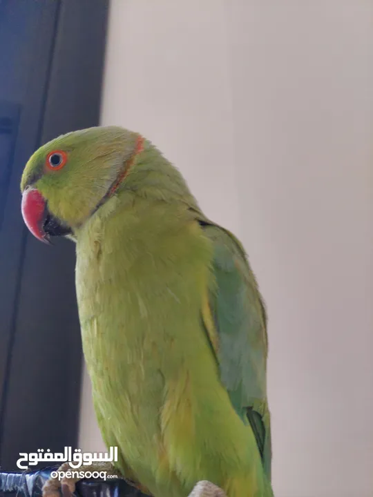 ببغاء درارة هندي ذكر اسمو كوكو عمر سنتين مطوق اليف جدا ما بعض نهائي لعوب بحب الاطفال