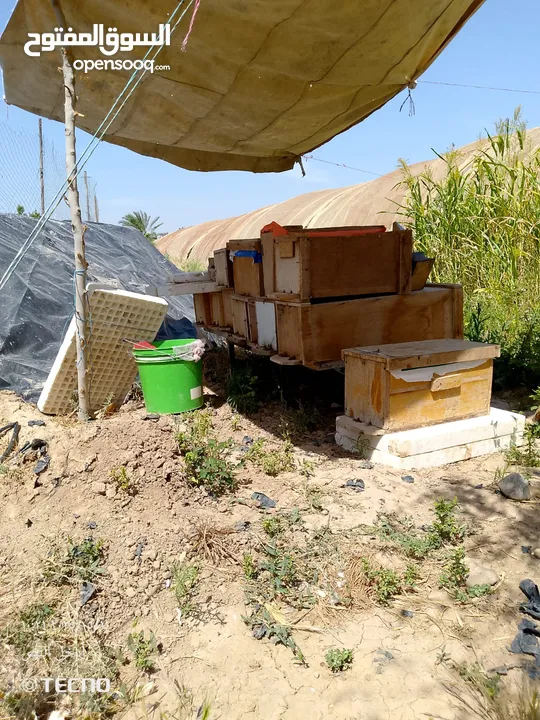 نحل بحالة ممتازة للبيع بسعر حرق ....