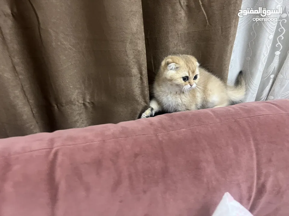 قطط سكوتش اهالي مسجله