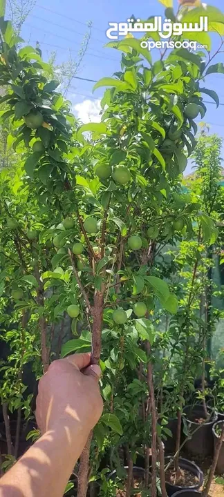 مشاتل الرويال لزراعه ومتابعه الاشجار