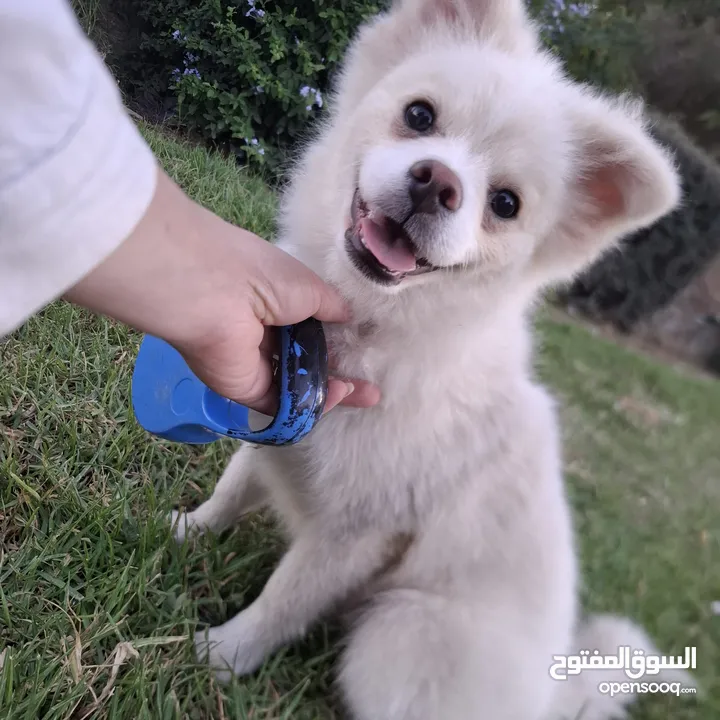 بوميرينيان للبيع