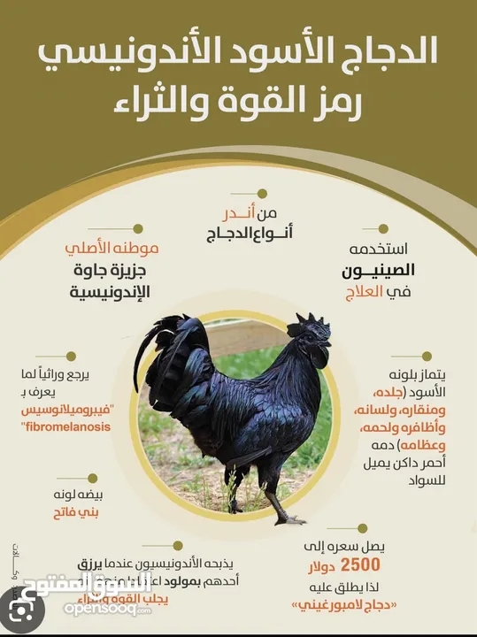 الدجاج الأسود الملكي الإندونيسي الامبورجيني