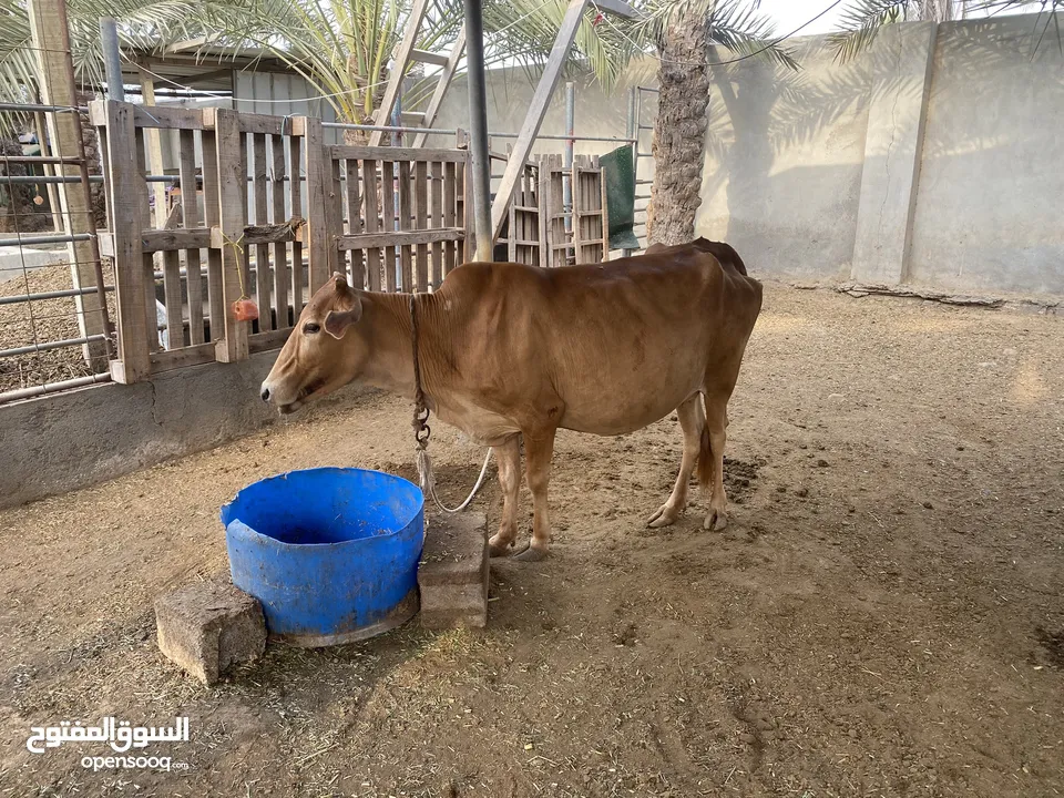 فرصة بقرة للبيع عشار ماشاءالله عليها