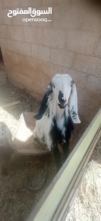 ماعز للبيع