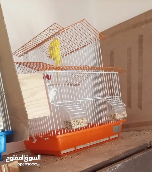 جوزين حب البينو جوز ابيض وجوز اصفر وابيض