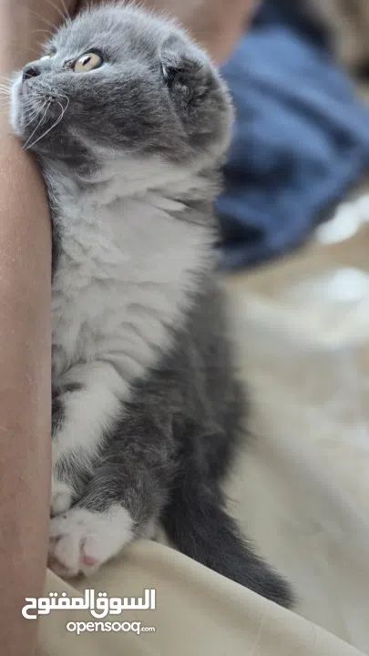 Scottish fold female kitten 3 month old