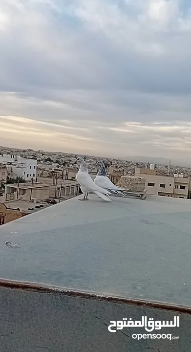 فرخين باكستاني نقط بجو مستوا بهزه