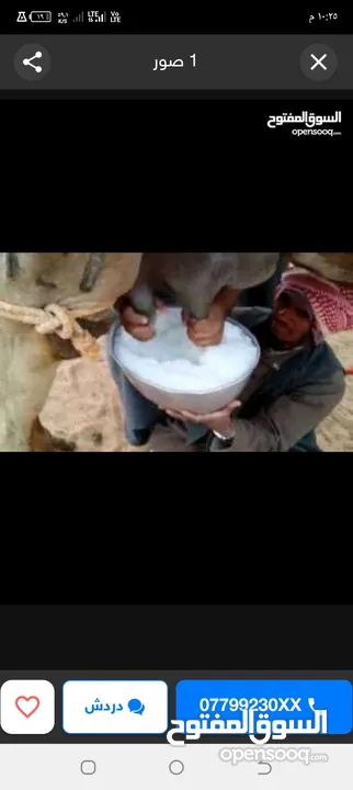 حليب نياق يومي طازج تعال احلب بايدك الحليب