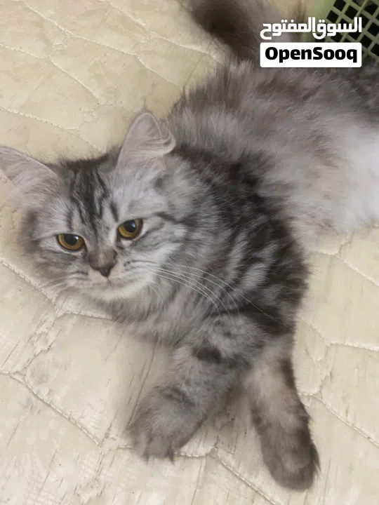 Persian cat for free adopt