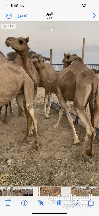 للبيع بوش حول 5 سمان ماشآءالله