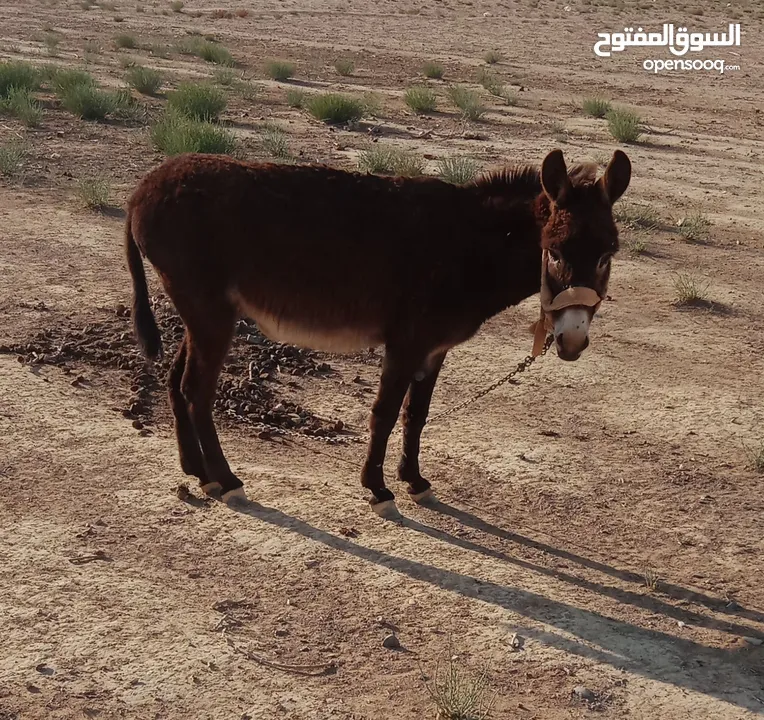 حمار البيع