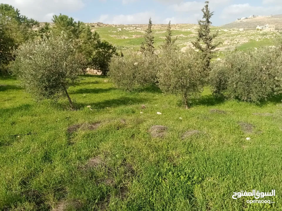 مزرعه مع بيت ريفي لقطه اجمل مواقع منطقه دحل جرش