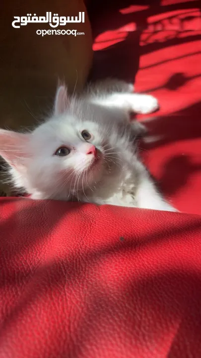 برتش مكس شيرازي