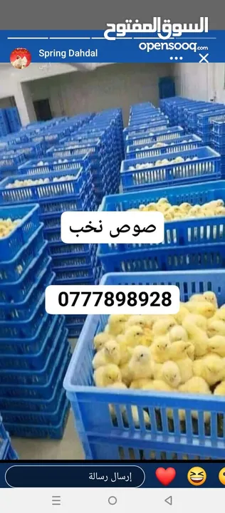 صوص لاحم مزارع   اعلاف ذره صويا شعير وعده محلات الدجاج   كيا فنتيرا موديل 1999ازرق كاش اواقساط