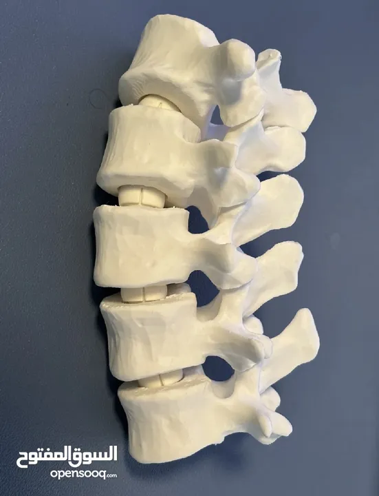 مجسمات 3 للطلاب و الجامعات