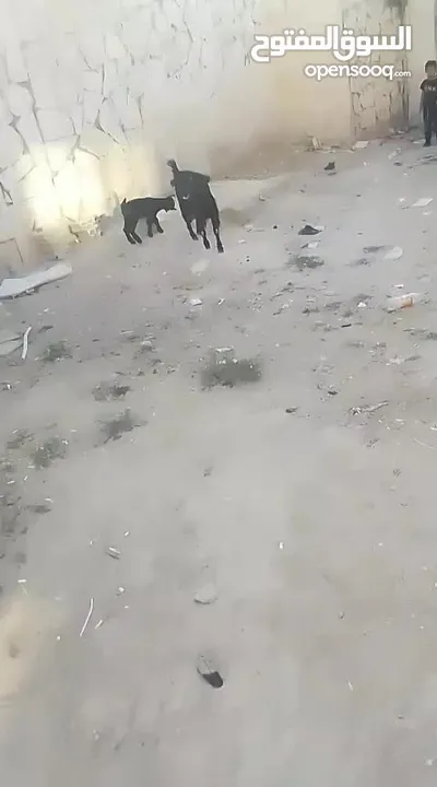 عنز شامي نخب اول وراها جدي شامي