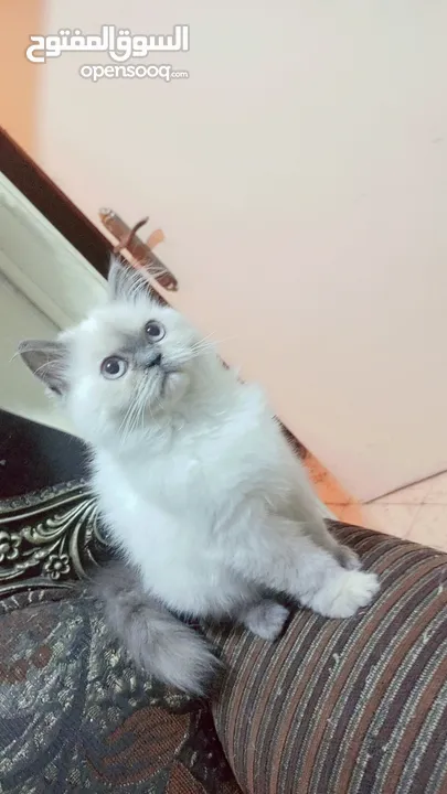 انثى شيراز هملايا عمر شهرين وذكر هملايا اورانج عمر 3شهور