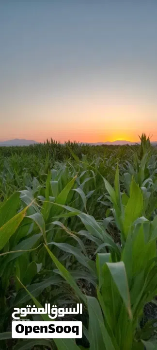 نِيغده – بور (Niğde – Bor) من أجمل وأخصب المناطق الزراعية في تركيا للبيع 10 ألف دونم ارض زراعية