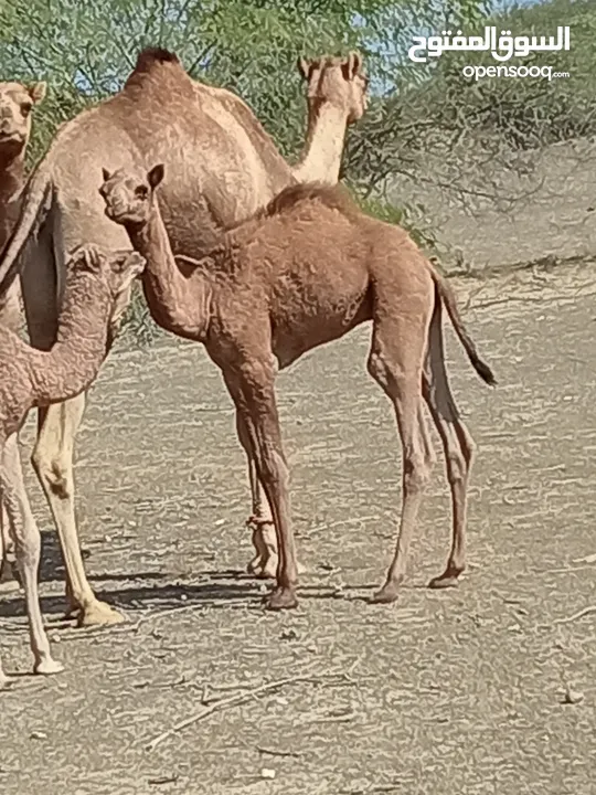 قعود تحت أمه